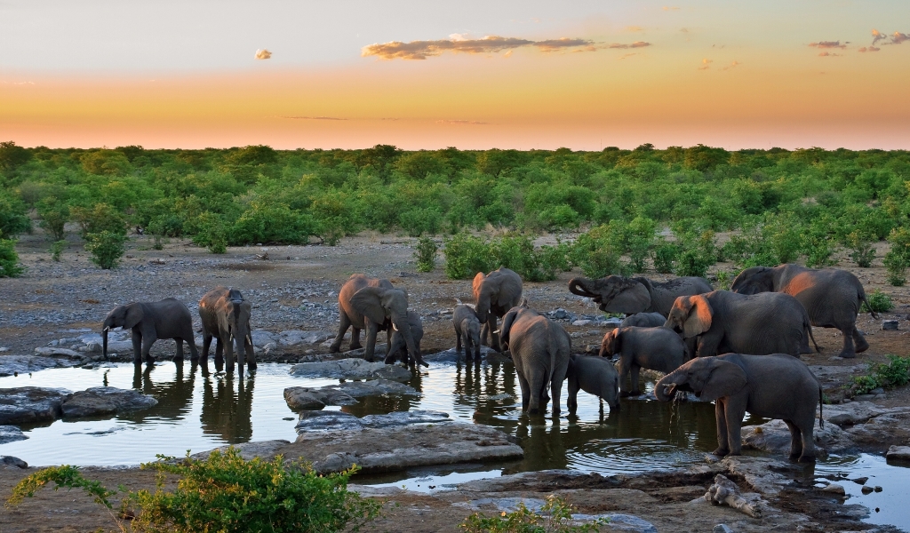Sunset with Elephants for 1024 x 600 widescreen resolution