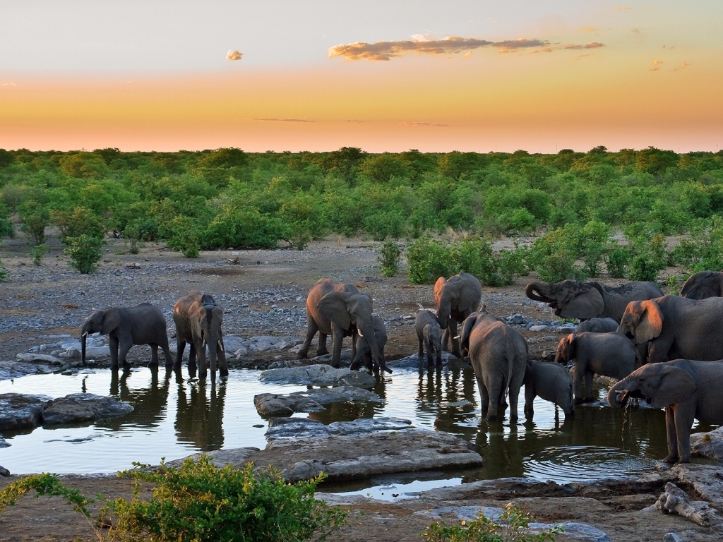 Sunset with Elephants for 1024 x 768 resolution