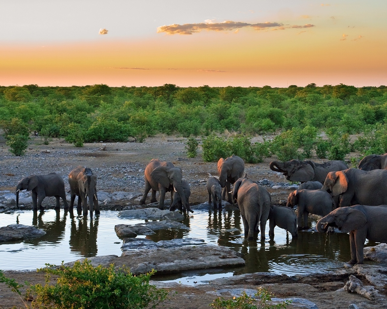 Sunset with Elephants for 1280 x 1024 resolution