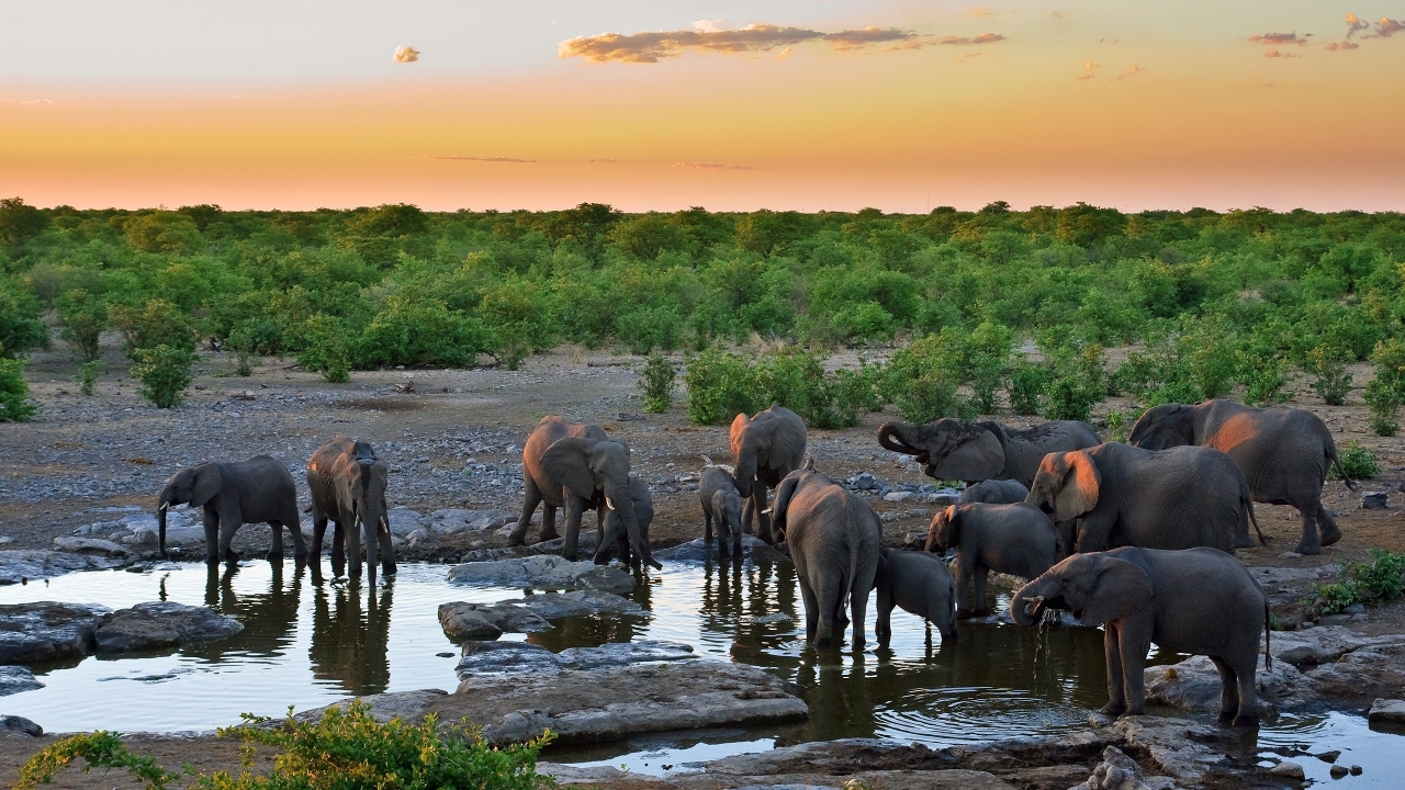 Sunset with Elephants for 1280 x 720 HDTV 720p resolution