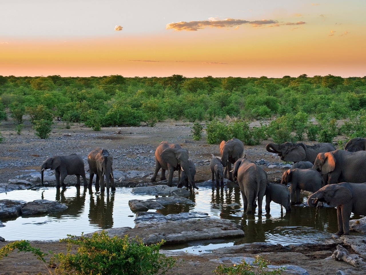 Sunset with Elephants for 1280 x 960 resolution