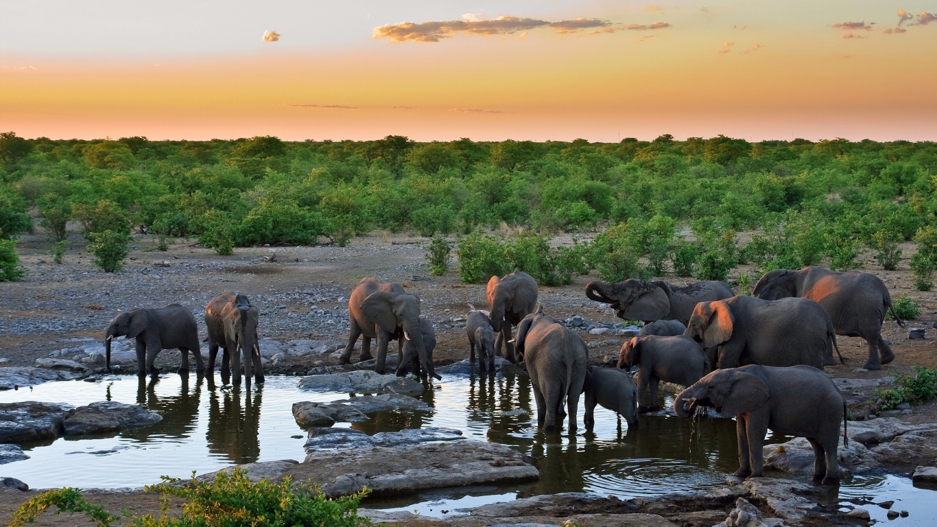 Sunset with Elephants for 1366 x 768 HDTV resolution