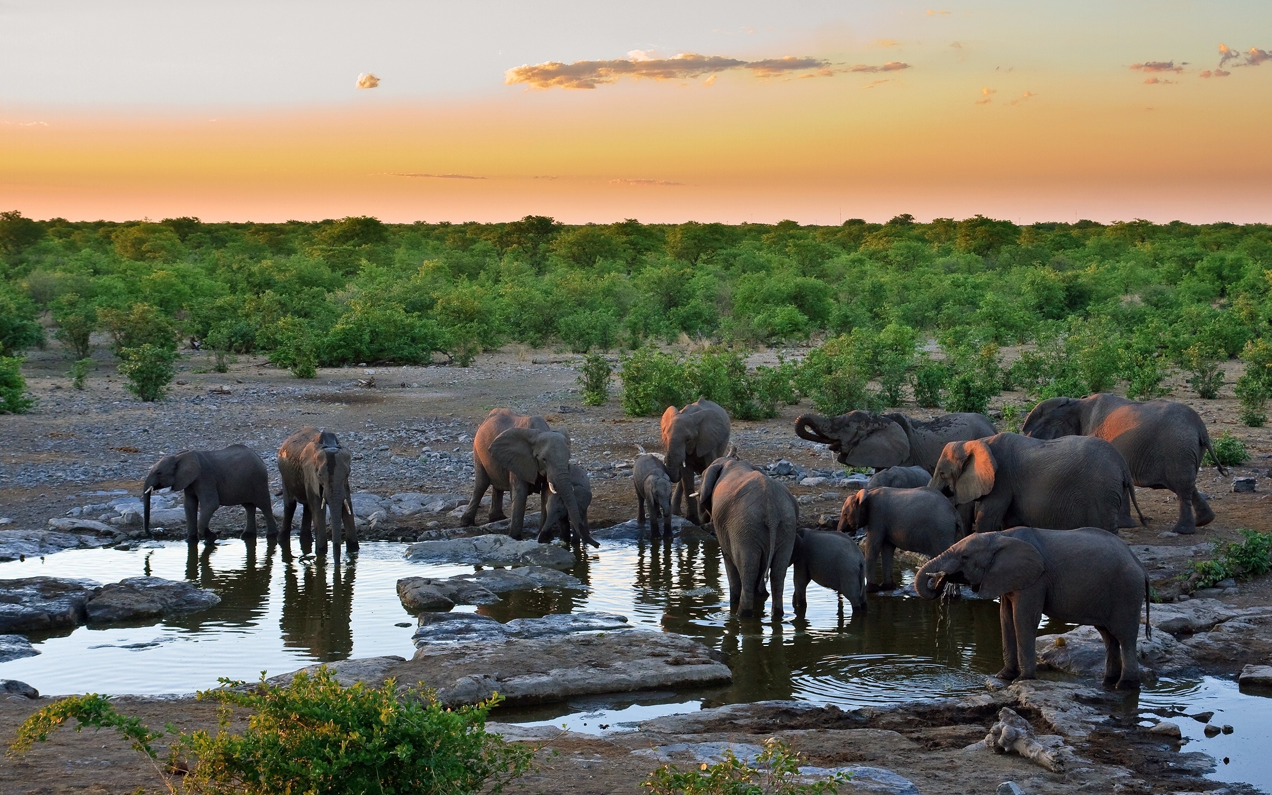 Sunset with Elephants for 2560 x 1600 widescreen resolution