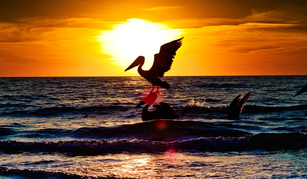 Sunset with two pelicans for 1024 x 600 widescreen resolution