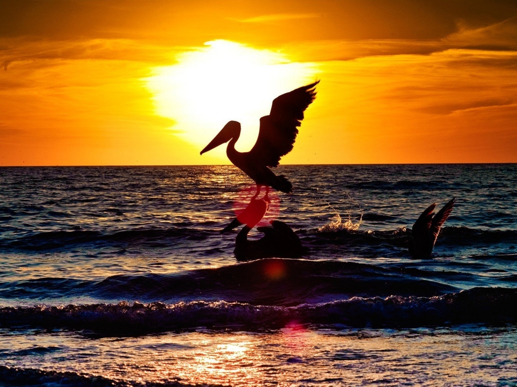 Sunset with two pelicans for 1024 x 768 resolution