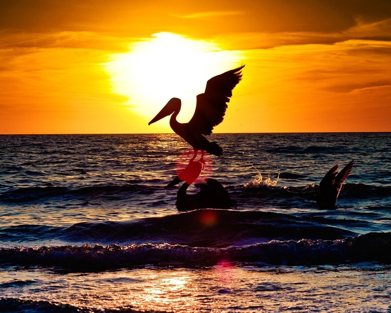 Sunset with two pelicans for 1280 x 1024 resolution