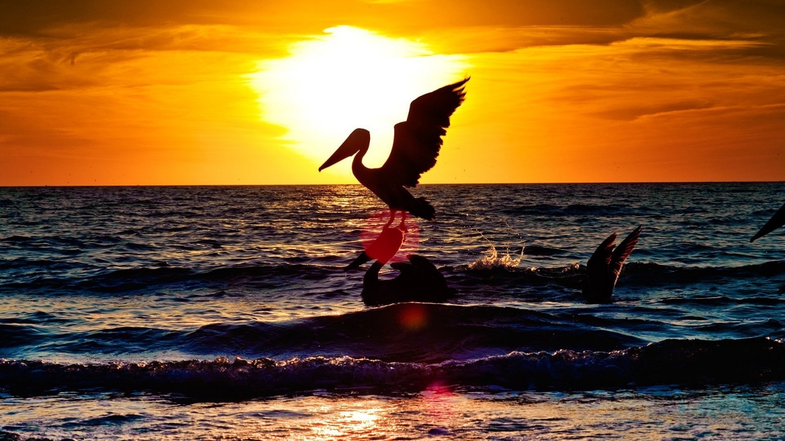 Sunset with two pelicans for 1536 x 864 HDTV resolution