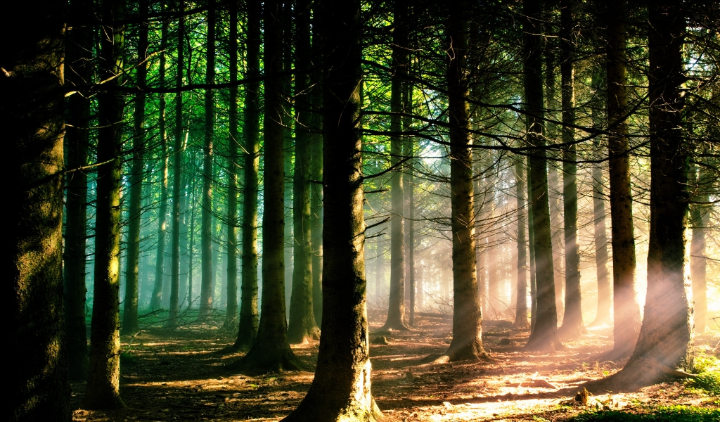 Sunshine Forest for 1024 x 600 widescreen resolution