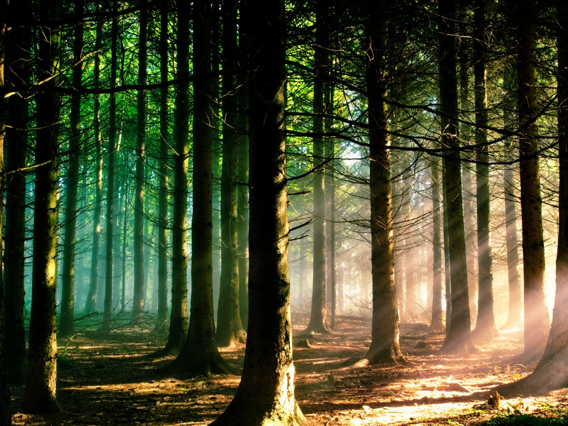 Sunshine Forest for 1152 x 864 resolution