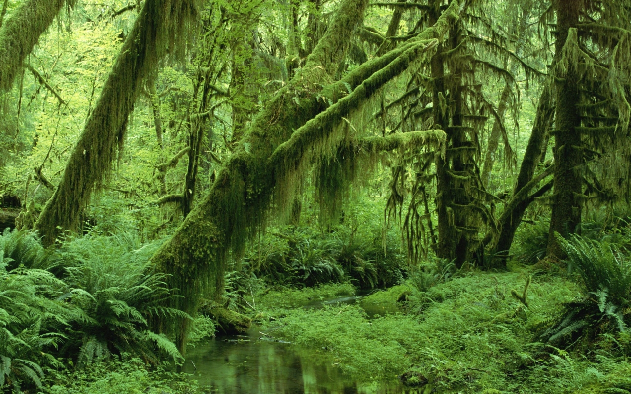 Super Green Forest for 1280 x 800 widescreen resolution