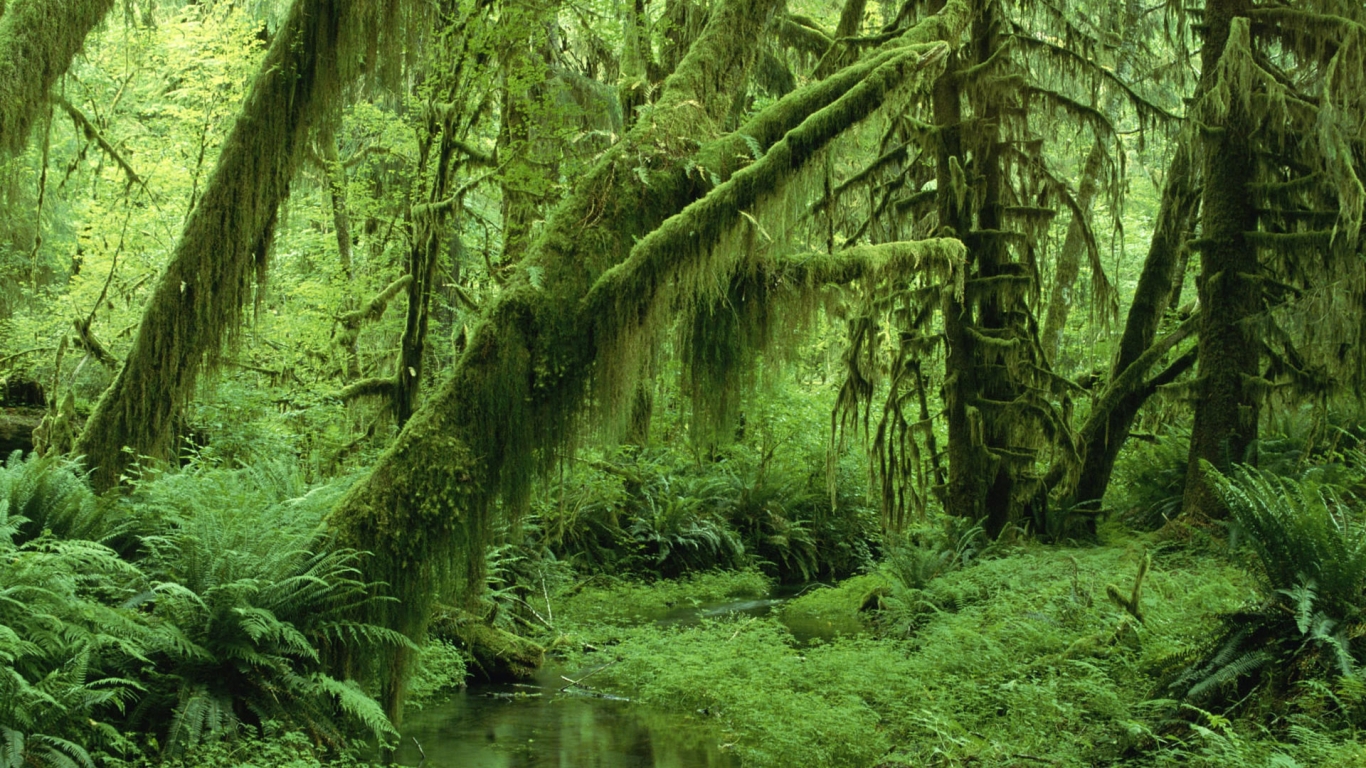 Super Green Forest for 1366 x 768 HDTV resolution