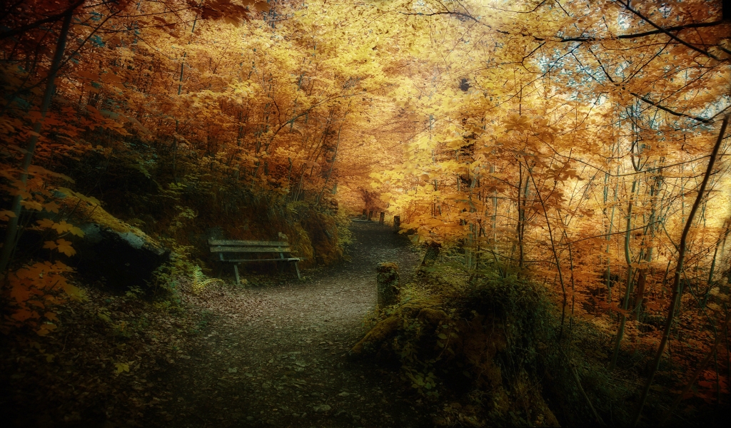 Superb Autumn forest landscape for 1024 x 600 widescreen resolution