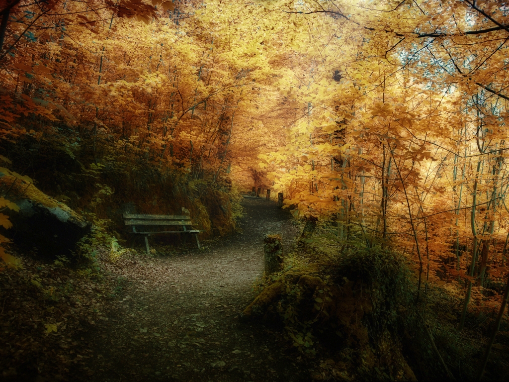 Superb Autumn forest landscape for 1024 x 768 resolution