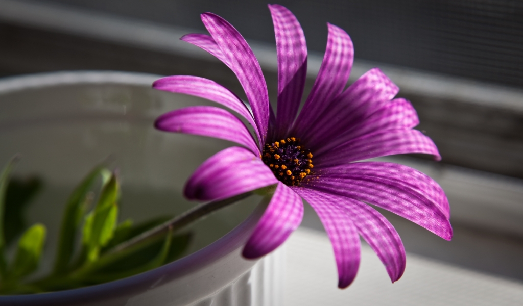 Superb Purple Flower for 1024 x 600 widescreen resolution