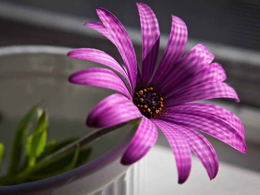 Superb Purple Flower for 1024 x 768 resolution