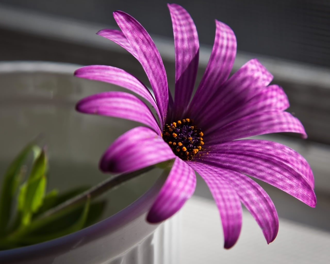 Superb Purple Flower for 1280 x 1024 resolution