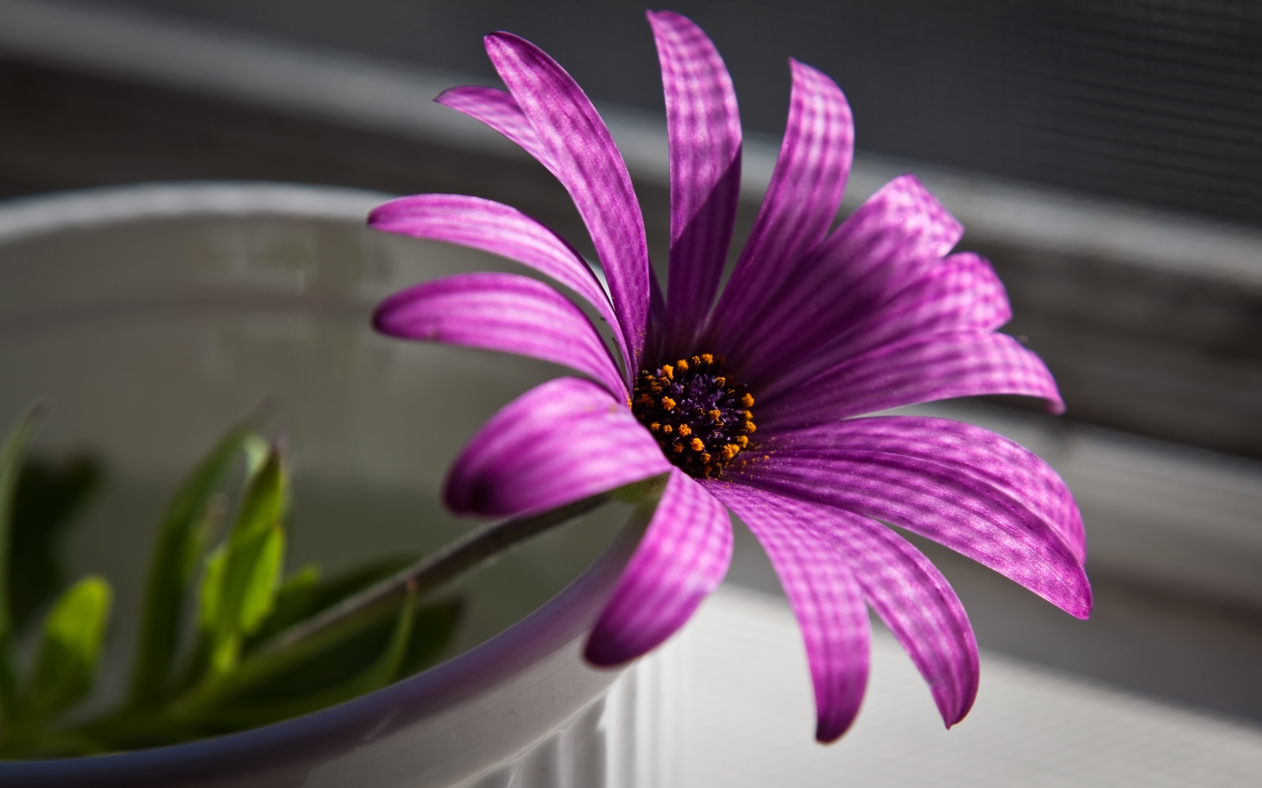 Superb Purple Flower for 2560 x 1600 widescreen resolution