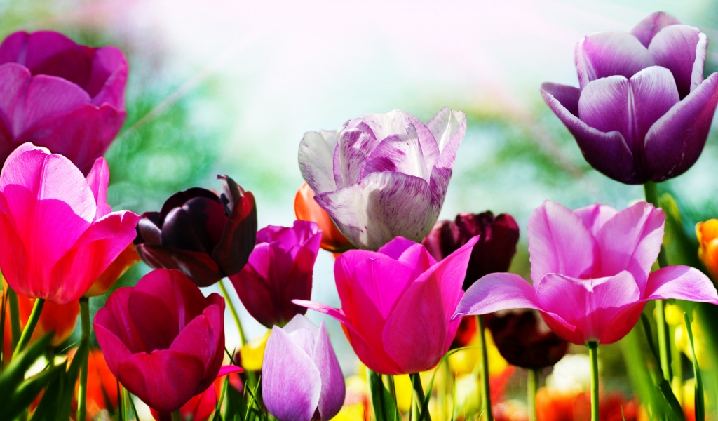 Superb Spring Tulips for 1024 x 600 widescreen resolution
