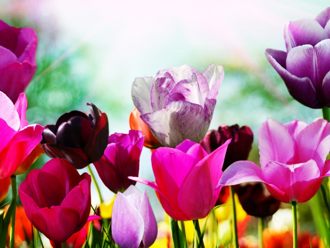 Superb Spring Tulips for 1152 x 864 resolution