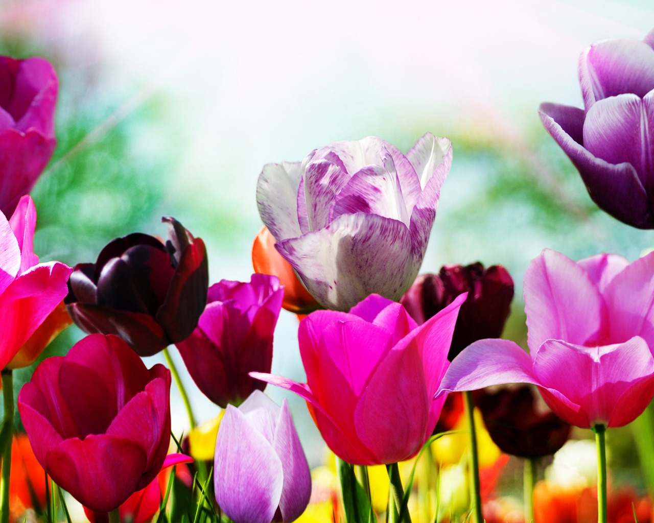Superb Spring Tulips for 1280 x 1024 resolution