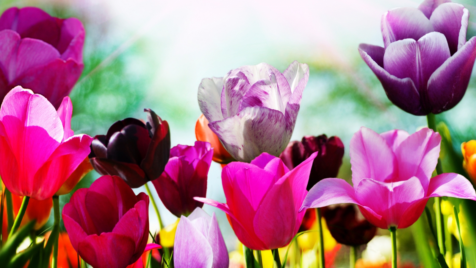 Superb Spring Tulips for 1600 x 900 HDTV resolution