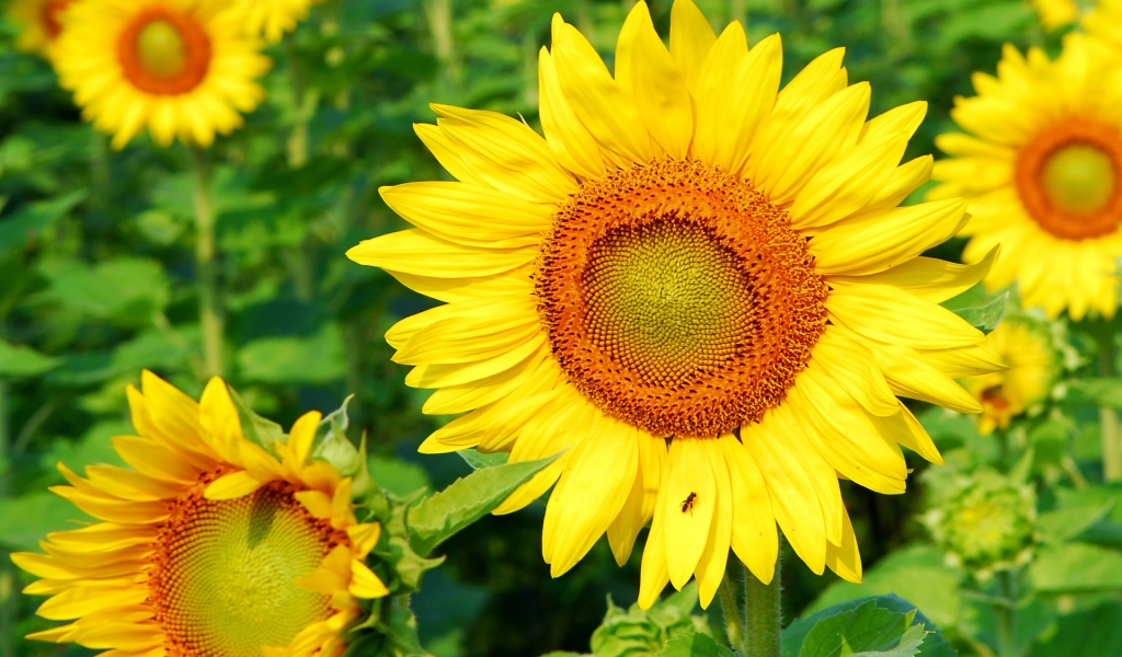 Superb Sunflower for 1024 x 600 widescreen resolution