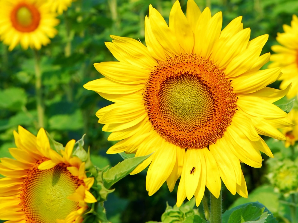 Superb Sunflower for 1024 x 768 resolution