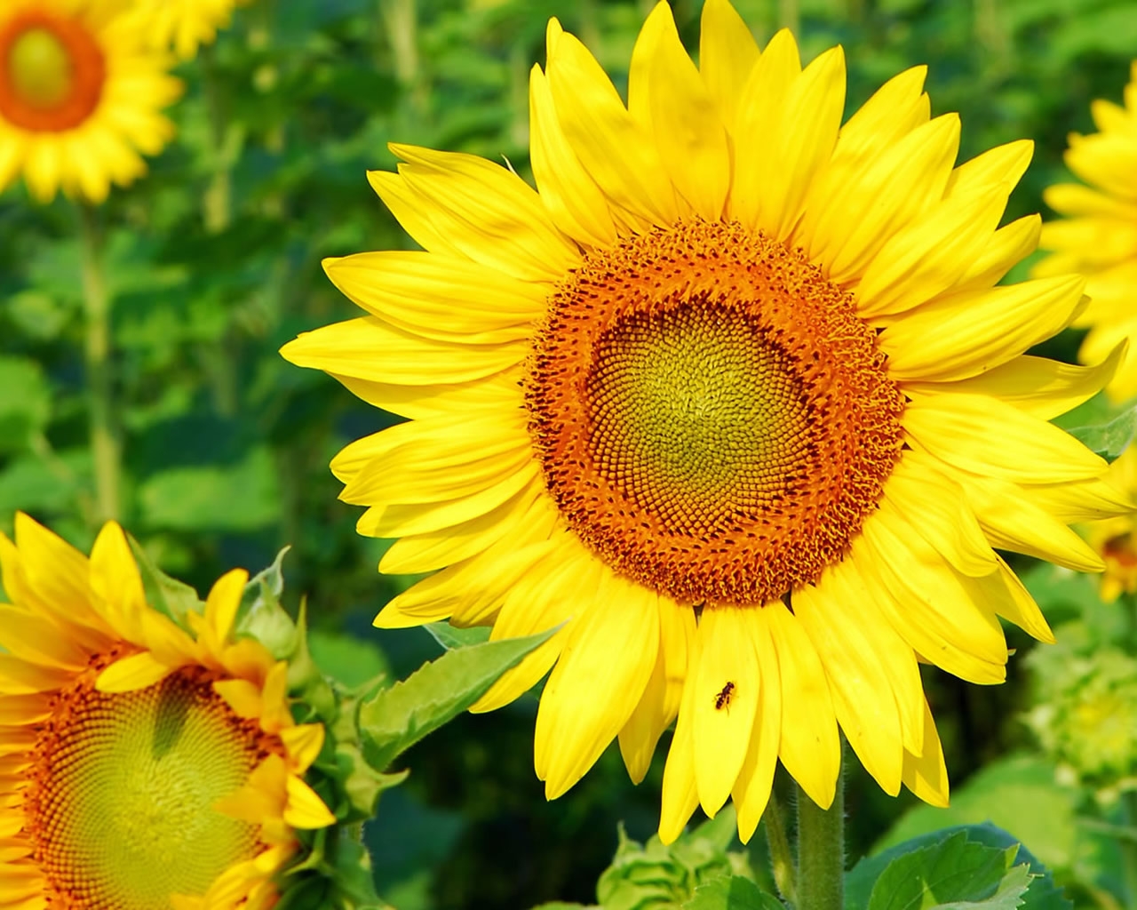 Superb Sunflower for 1280 x 1024 resolution