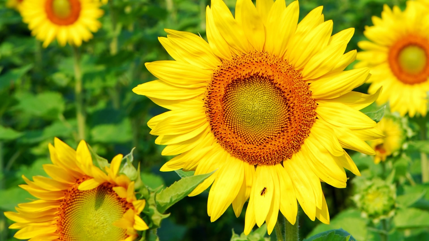 Superb Sunflower for 1366 x 768 HDTV resolution