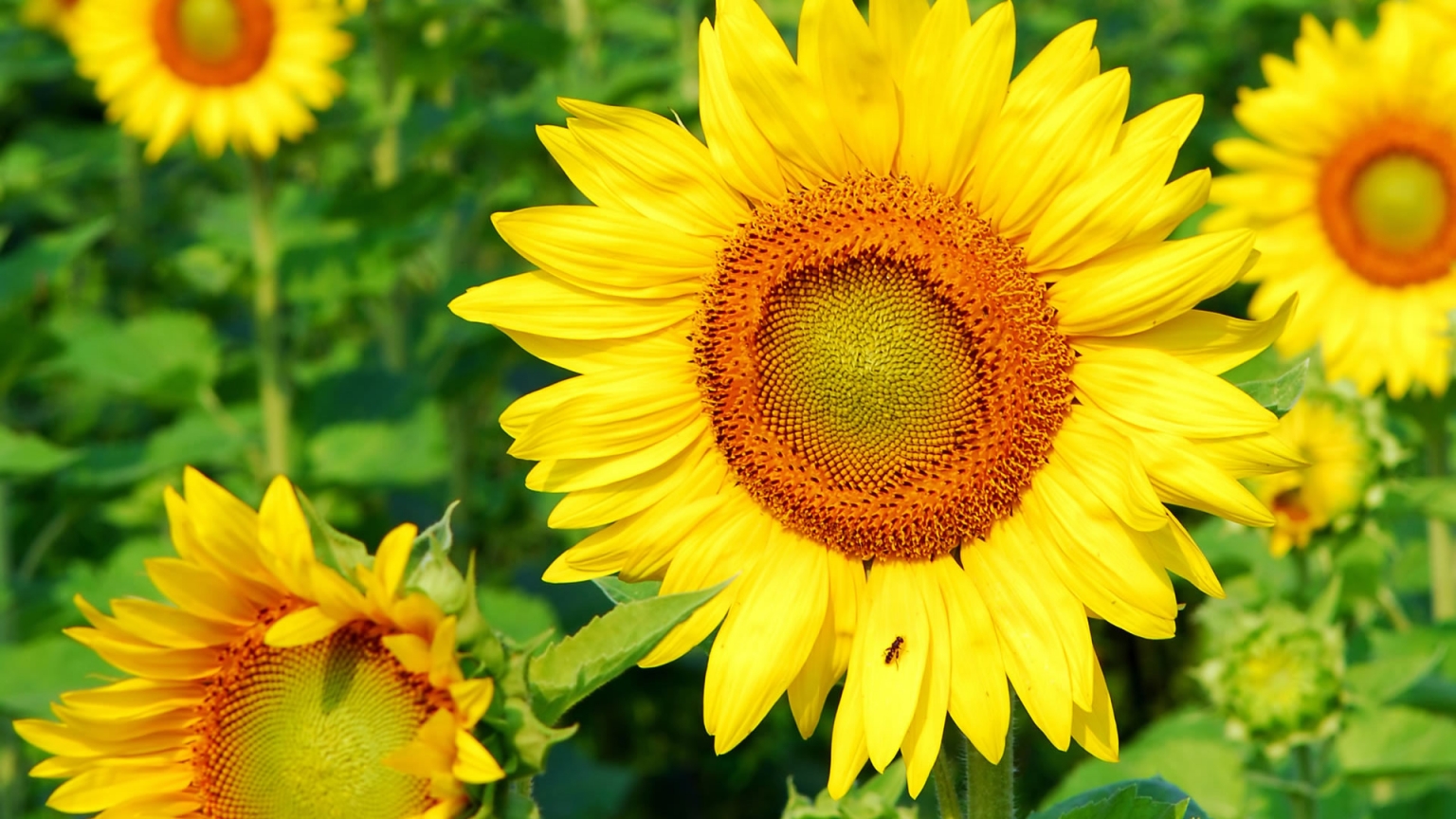Superb Sunflower for 1536 x 864 HDTV resolution