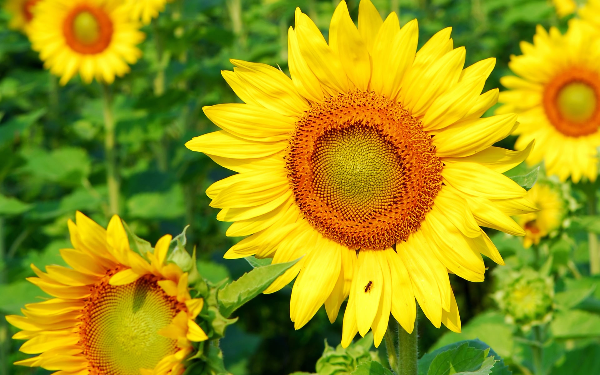 Superb Sunflower for 1920 x 1200 widescreen resolution
