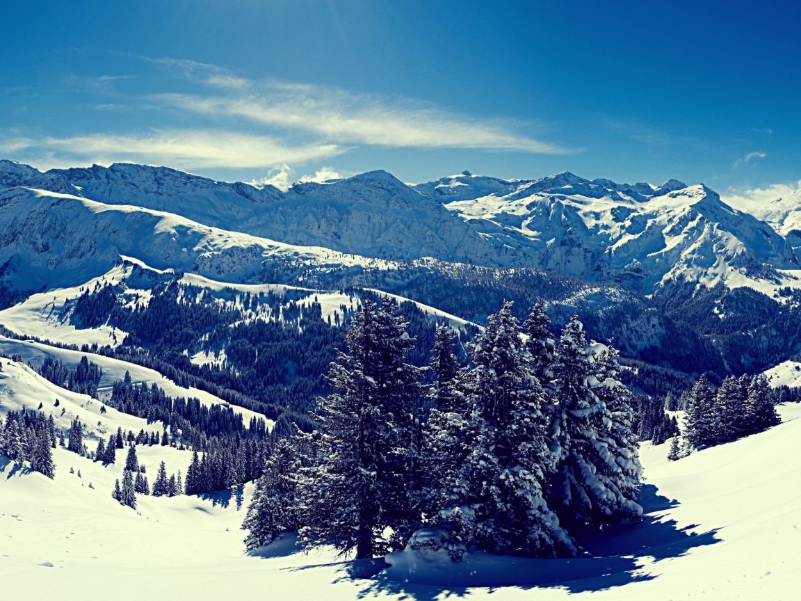 Superb Winter Forest View for 1152 x 864 resolution