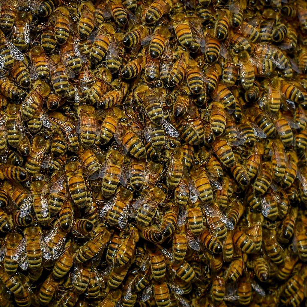 Swarm of Bees for 1024 x 1024 iPad resolution