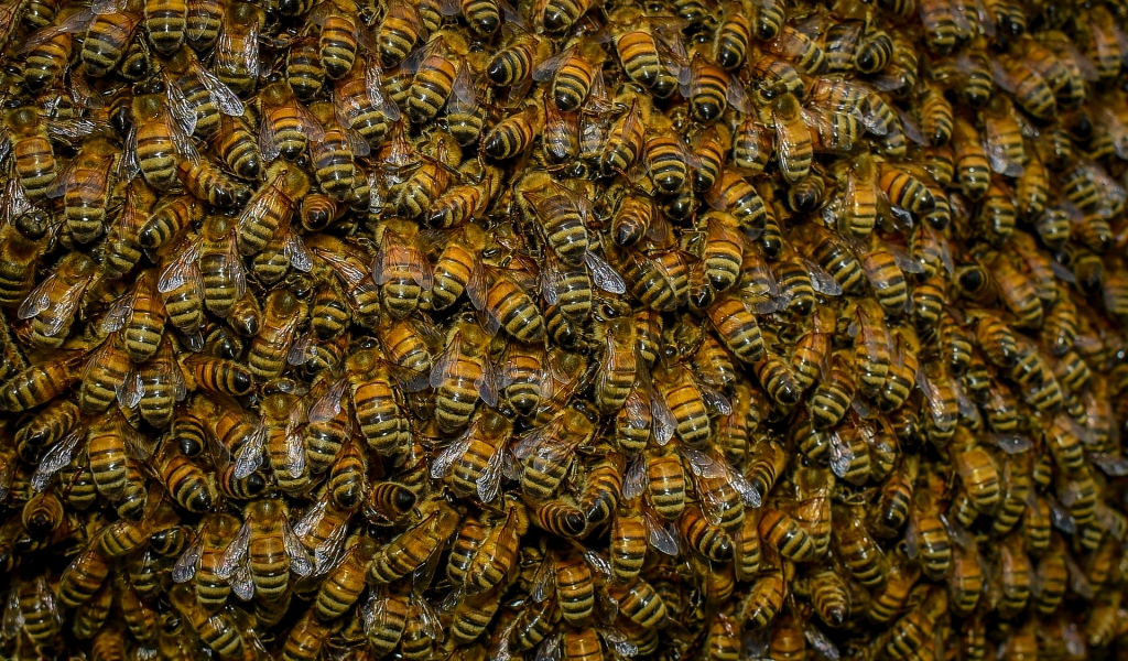 Swarm of Bees for 1024 x 600 widescreen resolution