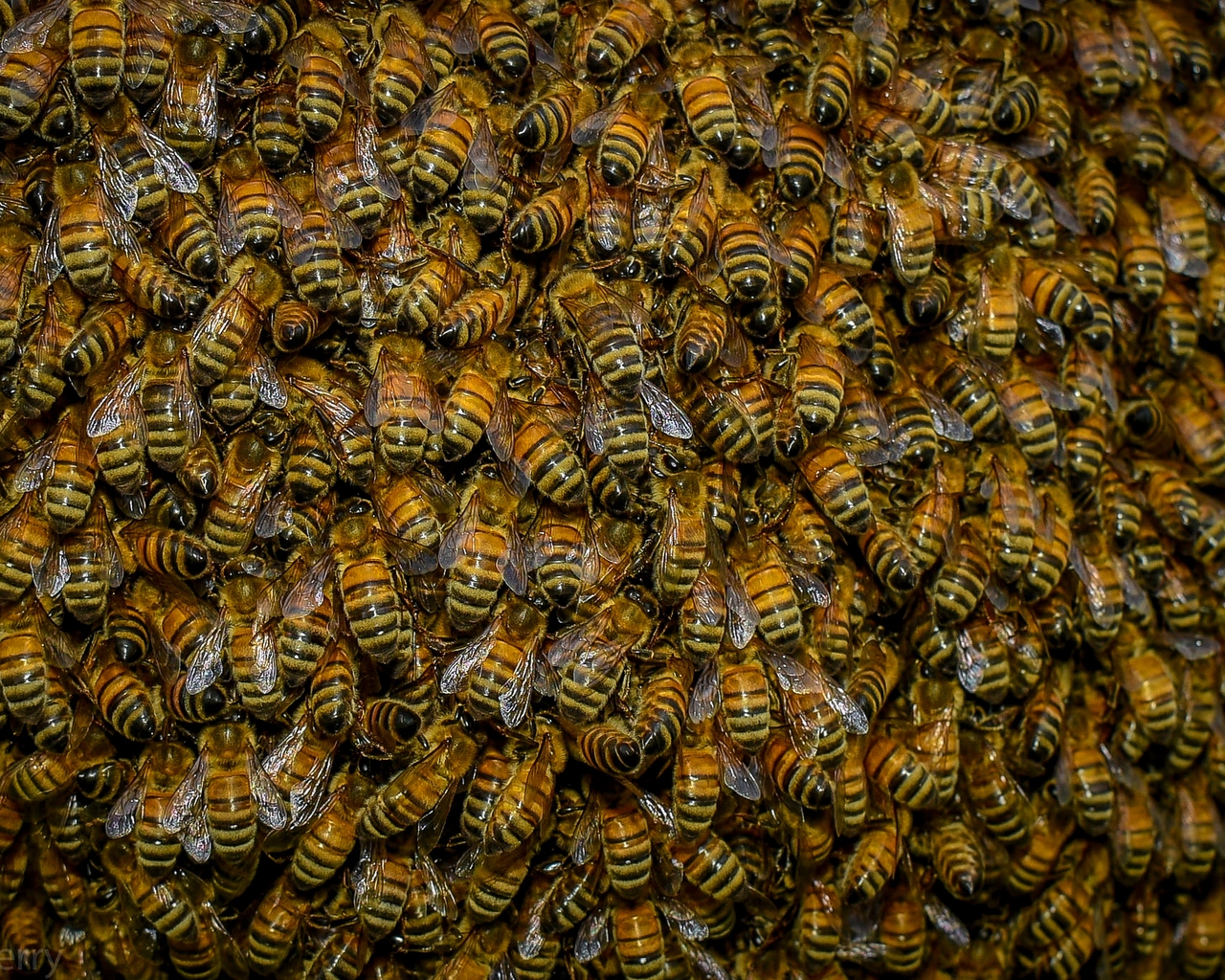 Swarm of Bees for 1280 x 1024 resolution