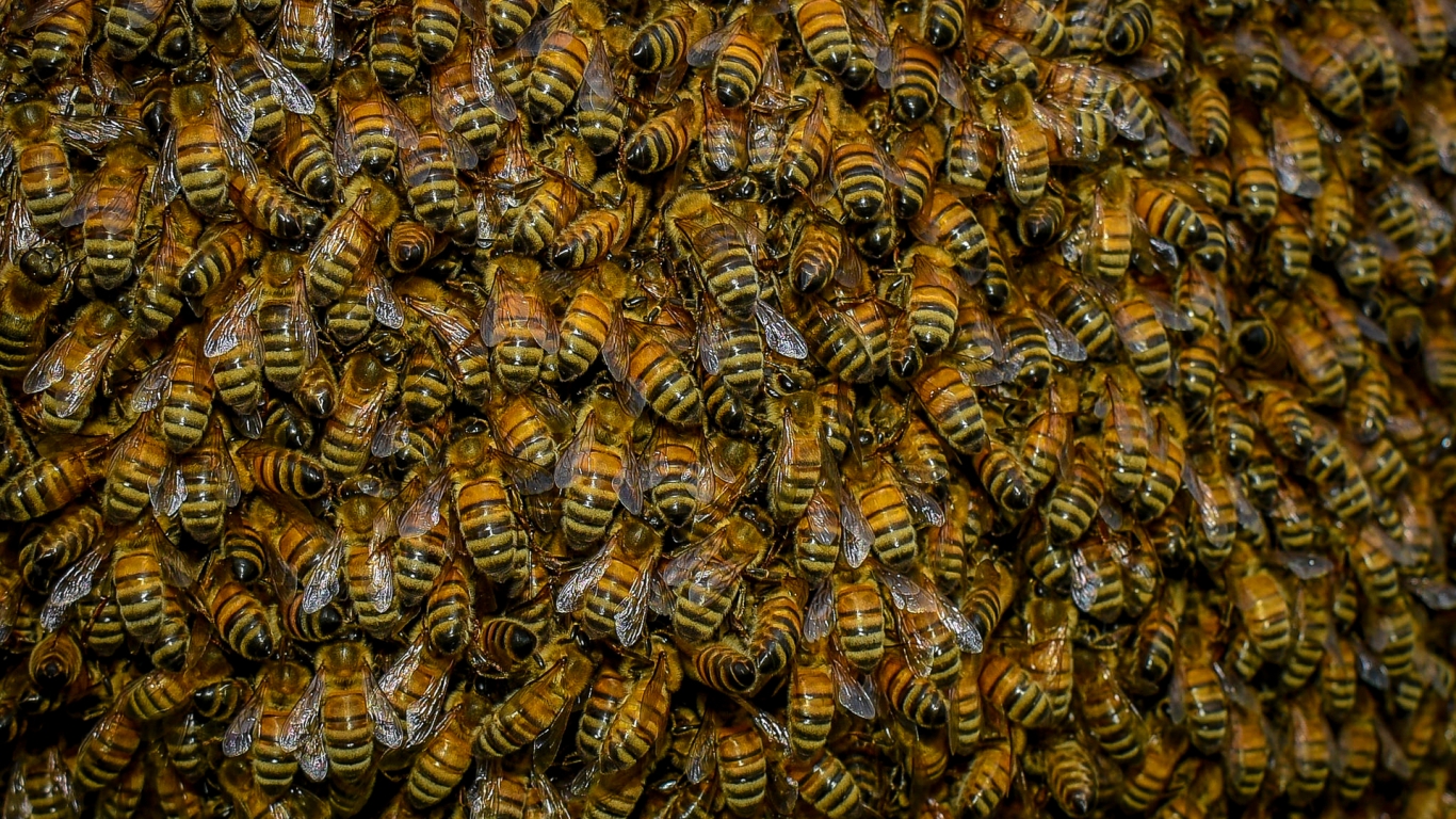 Swarm of Bees for 1366 x 768 HDTV resolution