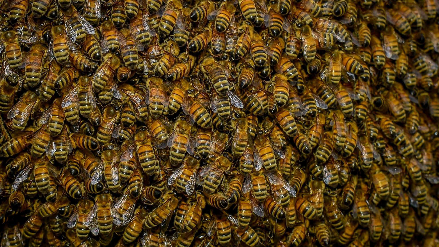 Swarm of Bees for 1536 x 864 HDTV resolution