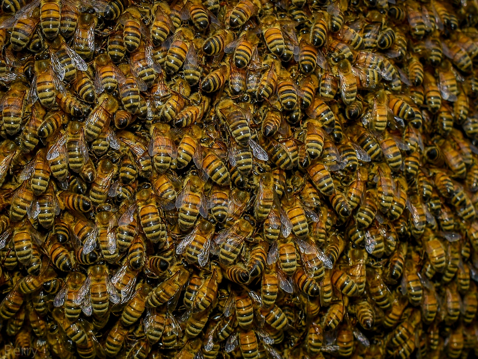 Swarm of Bees for 1600 x 1200 resolution