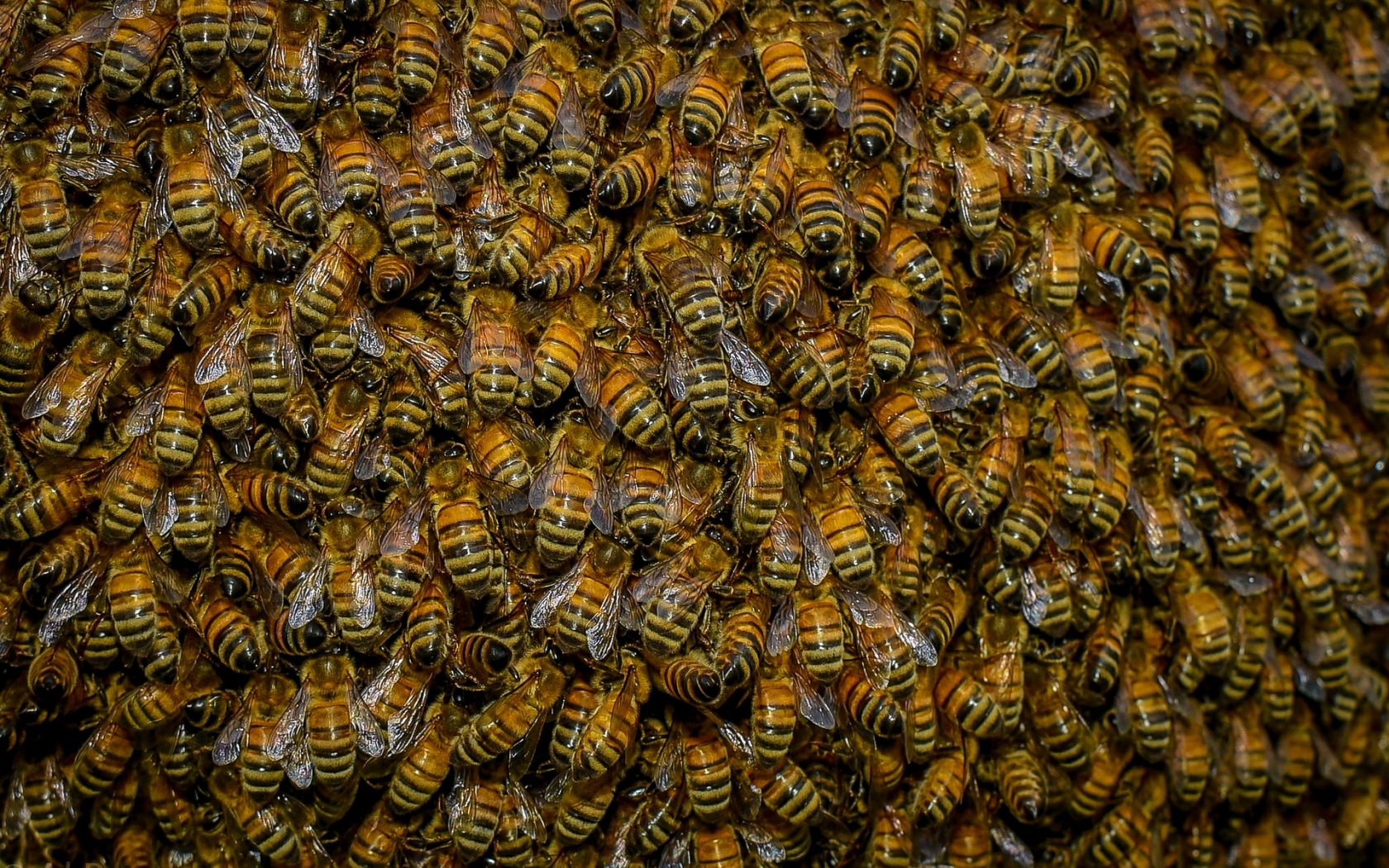 Swarm of Bees for 1680 x 1050 widescreen resolution