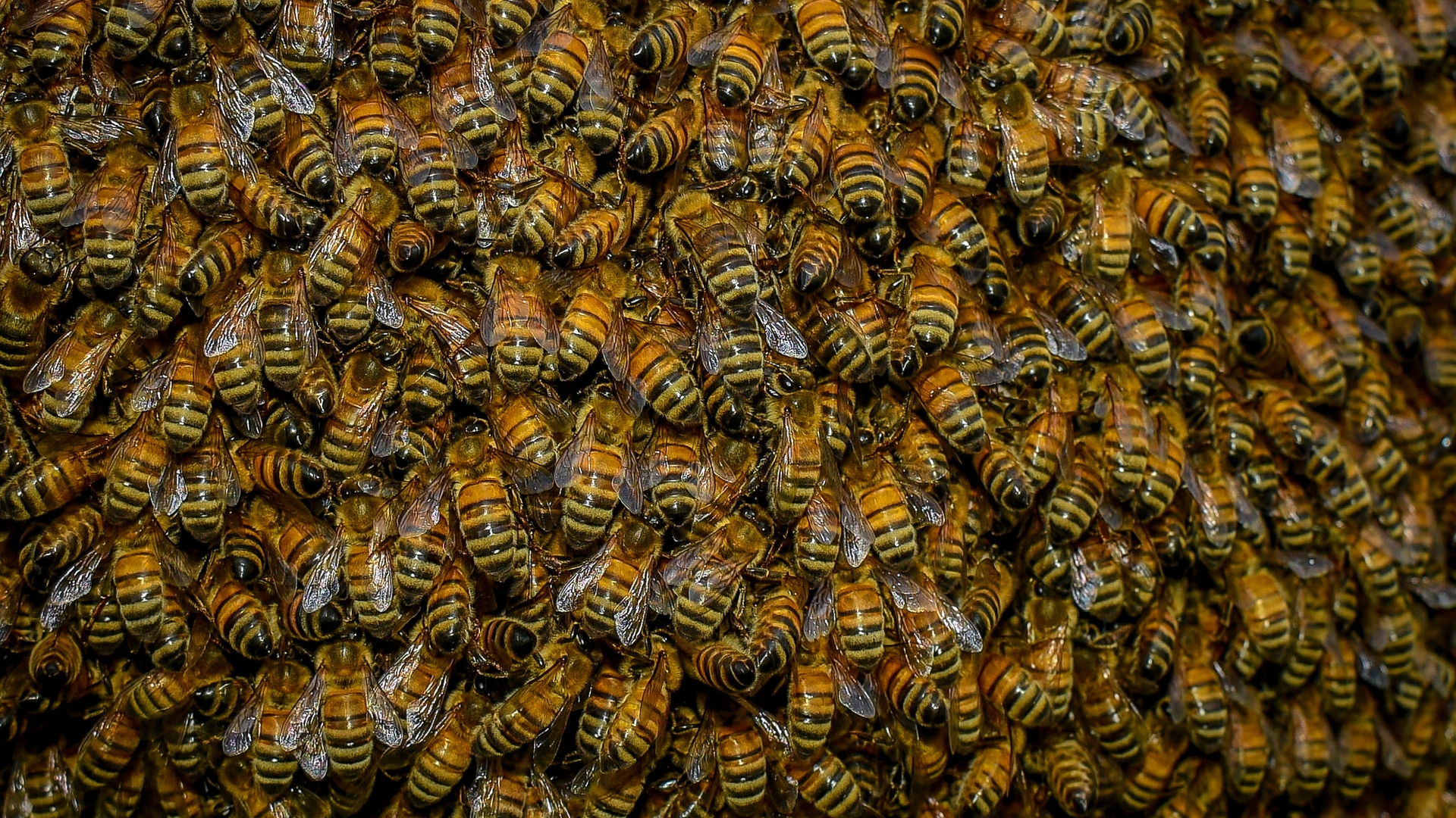 Swarm of Bees for 1920 x 1080 HDTV 1080p resolution