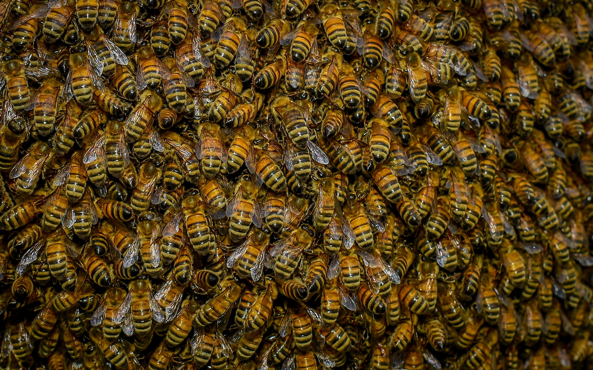 Swarm of Bees for 1920 x 1200 widescreen resolution