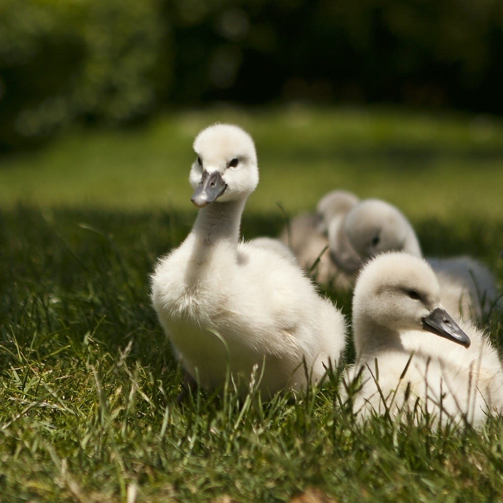 Sweet Baby Swans for 1024 x 1024 iPad resolution
