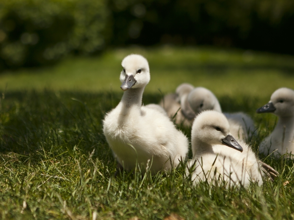 Sweet Baby Swans for 1024 x 768 resolution