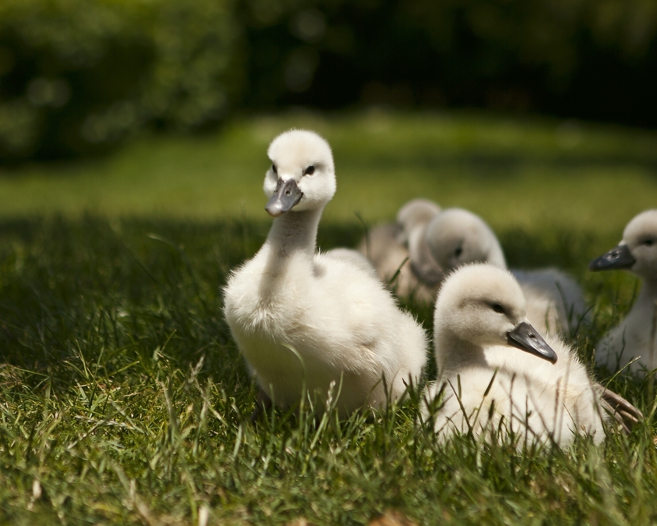 Sweet Baby Swans for 1280 x 1024 resolution