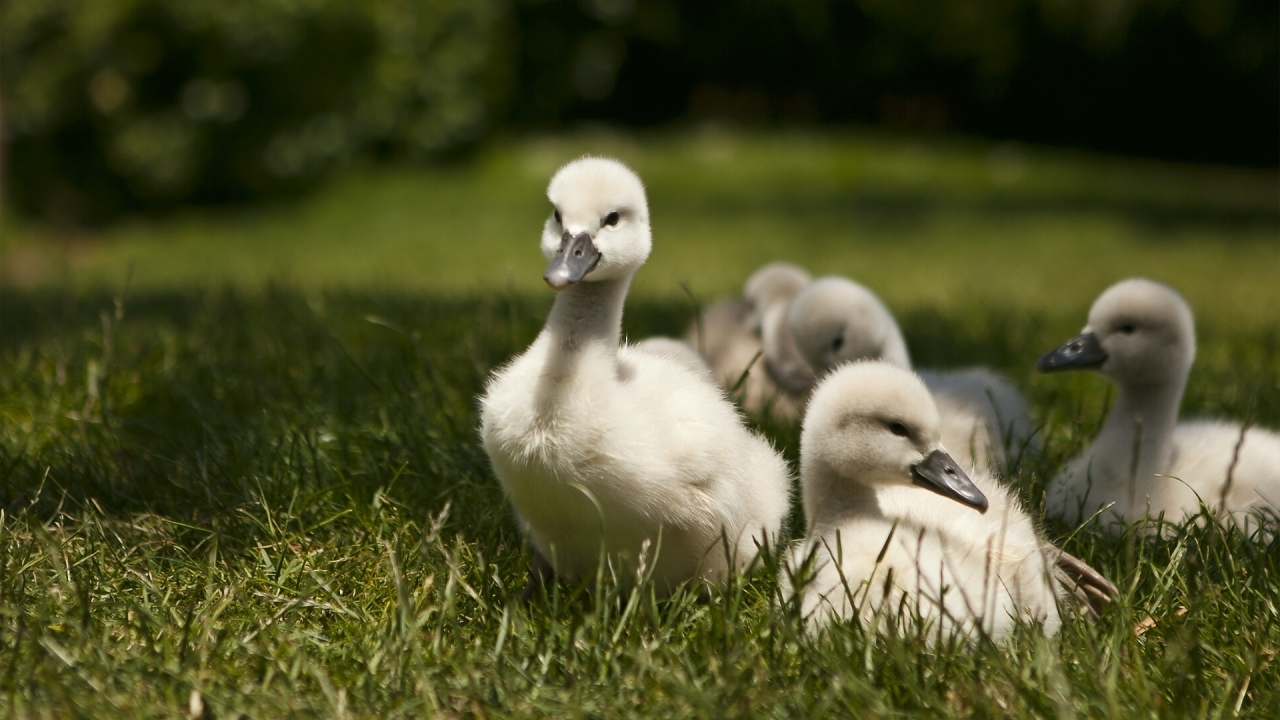 Sweet Baby Swans for 1280 x 720 HDTV 720p resolution