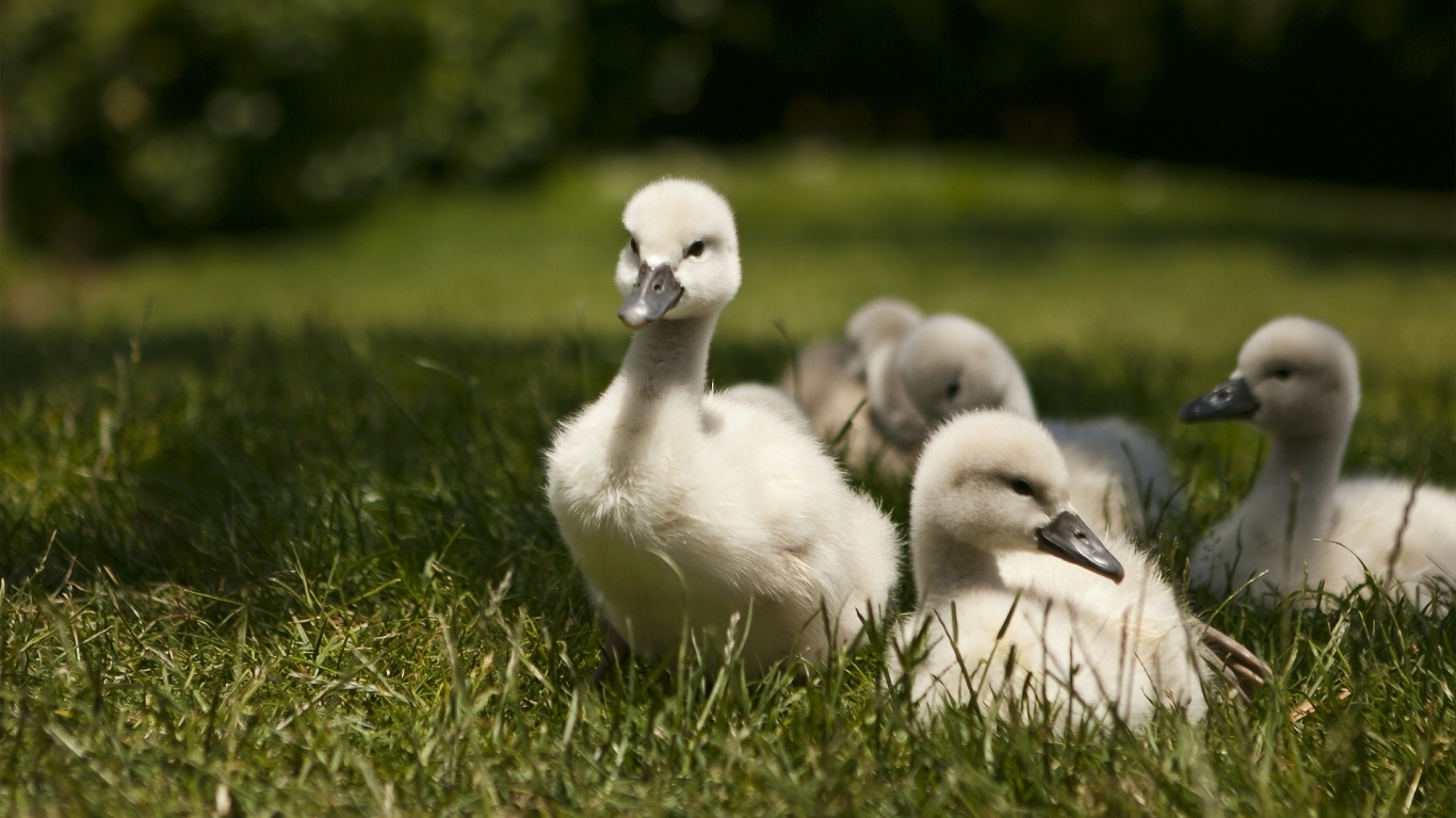 Sweet Baby Swans for 1366 x 768 HDTV resolution