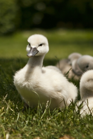 Sweet Baby Swans for 320 x 480 iPhone resolution