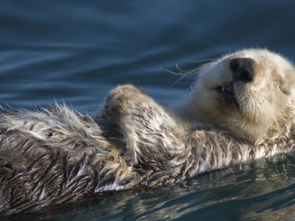 Swimming Badger for 1024 x 768 resolution