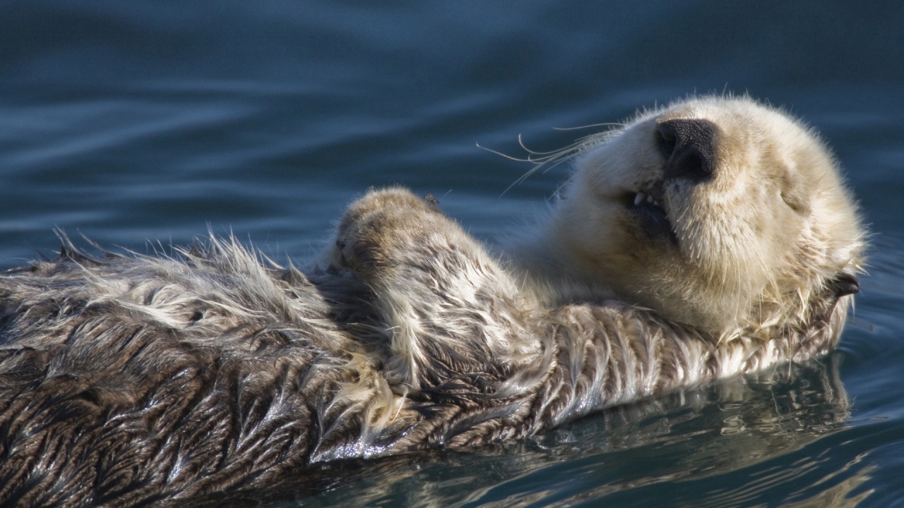 Swimming Badger for 1280 x 720 HDTV 720p resolution