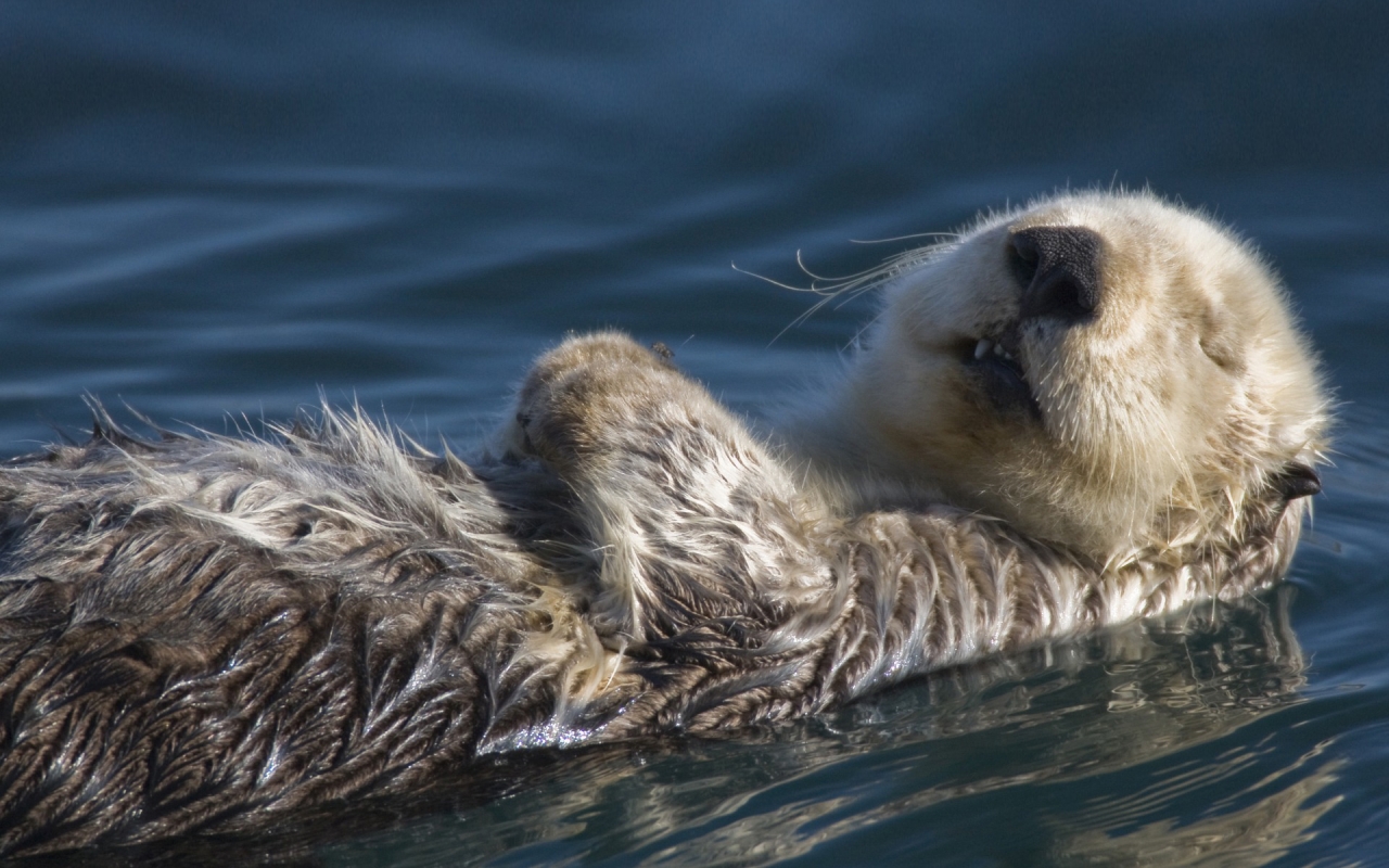 Swimming Badger for 1280 x 800 widescreen resolution